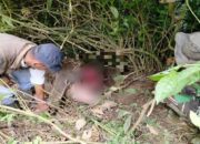 Kerbau Milik Warga di Agam Mati Dimangsa Harimau Sumatera