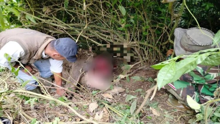 Kerbau Milik Warga di Agam Mati Dimangsa Harimau Sumatera 1 Petugas Resor Konservasi Wilayah II Maninjau BKSDA Sumbar sedang melihat bangkai kerbau yang dimangsa harimau sumatera, Senin (10/3). Dok Antara/Yusrizal