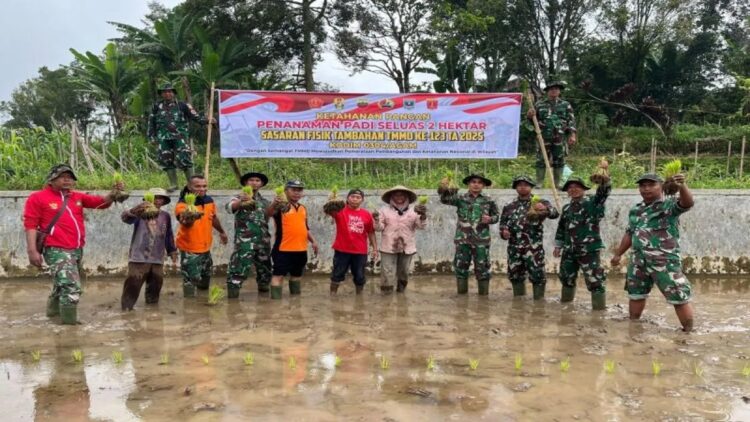 Satgas TMMD Ke-123 Kodim Agam Gelar Gotong Royong Tanam Padi Bersama Petani 1 TNI dari Satgas TMMD Kodim 0304/Agam membantu warga penanaman padi di Balingka, Kabupaten Agam. (Antara/Al Fatah)