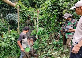 BKSDA Sumbar Pasang Kandang Jebak untuk Evakuasi Harimau Sumatera