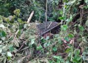 Harimau Sumatera Terjebak dalam Kandang Jebak di Agam Setelah Mangsa Ternak Warga