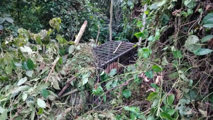 Seekor harimau sumatera masuk dalam kandang jebak yang dipasang di titik bangkai anak kerbau. Dok Antara/Yusrizal