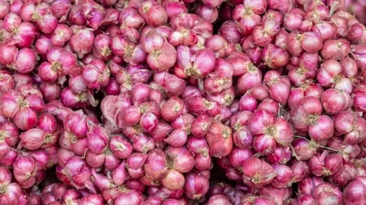 Bawang Merah. (dok. istimewa)