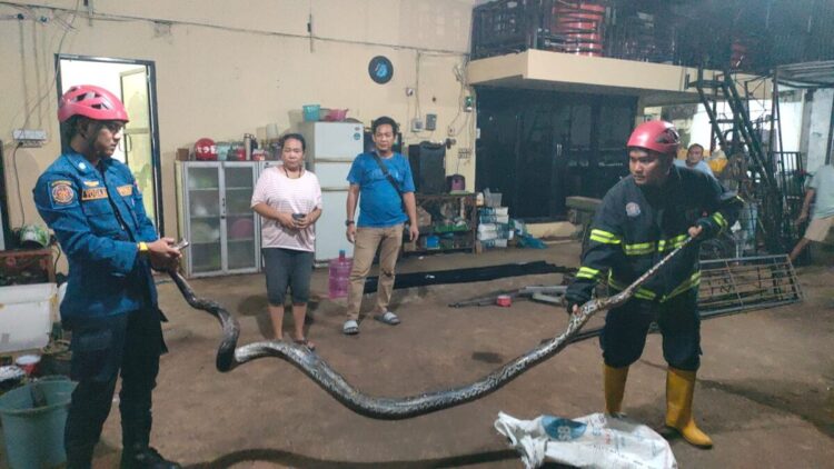 Damkar Padang Evakuasi Ular Piton 3 Meter dari Bengkel Las 1 Petugas Damkar Padang mengevakuasi ular piton sepanjang 3 meter. (Foto: Damkar Padang)