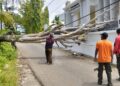 Pohon tumbang di kawasan Lubuk Minturun. (dok. BPBD Padang)