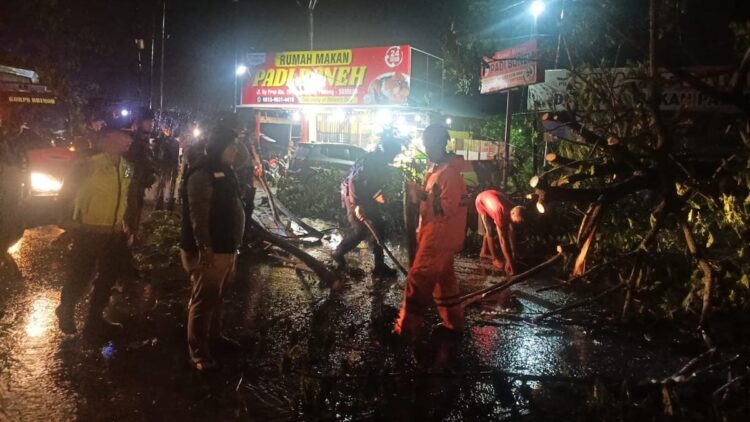 BPBD Evakuasi Dua Pohon Tumbang yang Hambat Akses Jalan di Bypass Padang 1 Pohon tumbang hambat akses jalan di Bypass Padang. (dok. BPBD Padang)