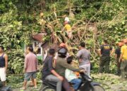 Pohon Tumbang Timpa Rumah di Gates, BPBD Padang Lakukan Evakuasi