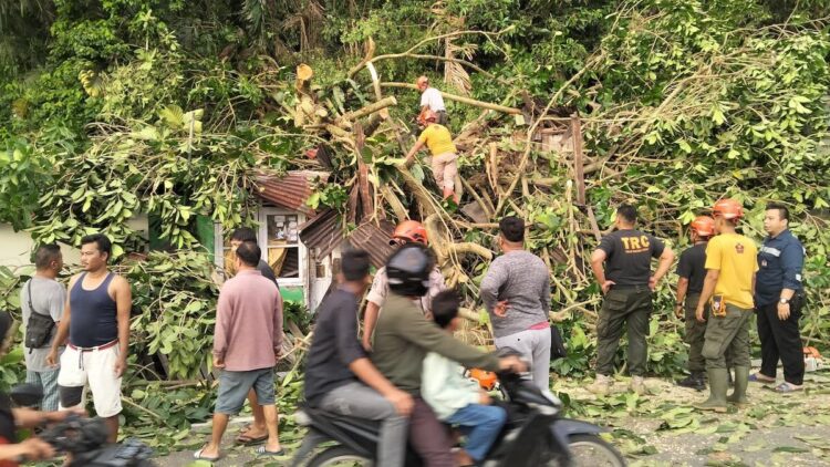 Pohon tumbang timpa rumah warga di Kelurahan Gates (Gaung), Kecamatan Lubuk Begalung. (dok. BPBD Padang)