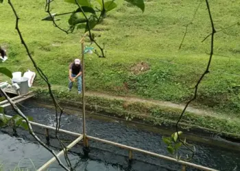 Pemkab Pasaman Barat Maksimalkan Dua Balai Benih Capai Target Produksi Ikan 2025