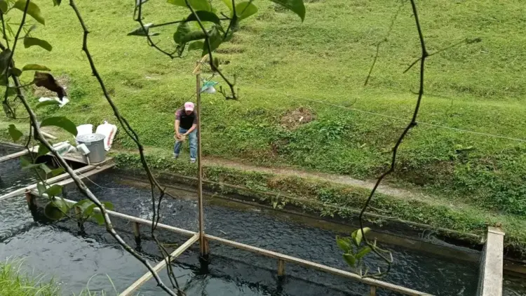 Pemkab Pasaman Barat Maksimalkan Dua Balai Benih Capai Target Produksi Ikan 2025 1 Seorang petani budidaya ikan saat memberi makanan kepada dikolam miliknya dalam upaya mendukung ketahanan pangan di daerah itu, Senin (14/4/2025). ANTARA/Altas Maulana.