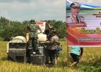 Pemkab Pasaman Barat-Pemprov Sumbar Panen Raya Padi di Kinali
