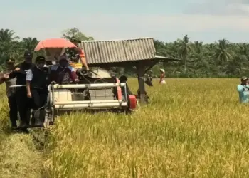 Triwulan I 2025, Pasaman Barat Catat Produktivitas Padi 4,65 Ton per Hektare 2 Triwulan I 2025, Pasaman Barat Catat Produktivitas Padi 4,65 Ton per Hektare