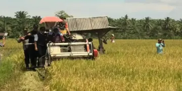 Pemkab Pasaman Barat Targetkan Luas Tanam Padi 20.321 Ha di 2025 8 Pemkab Pasaman Barat Targetkan Luas Tanam Padi 20.321 Ha di 2025