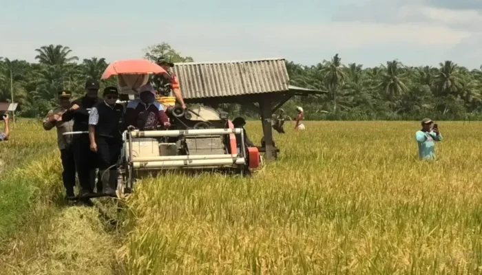 Pemkab Pasaman Barat Targetkan Luas Tanam Padi 20.321 Ha di 2025