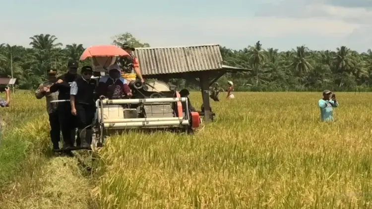 Triwulan I 2025, Pasaman Barat Catat Produktivitas Padi 4,65 Ton per Hektare 1 Pemerintah Kabupaten Pasaman Barat saat melakukan panen raya padi di Kecamatan Kinali beberapa waktu lalu. ANTARA/Altas Maulana.