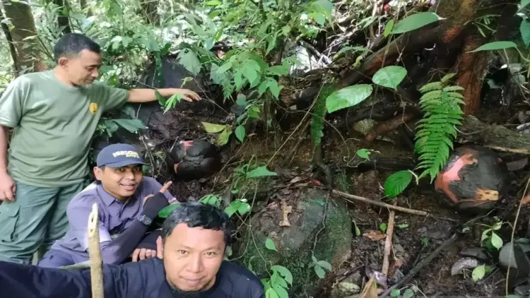 Dua Bunga Rafflesia Tuan-Mudae akan Mekar Bersamaan di Cagar Alam Maninjau 1 Petugas BKSDA Sumbar sedang berada di dua individu bunga rafflesia Tuan-Mudae, Senin (14/4). Dok Antara/Yusrizal