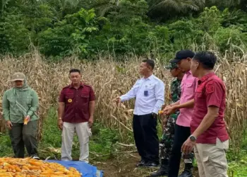 Lapas Lubuk Basung Panen Jagung Dukung Ketahanan Pangan Nasional