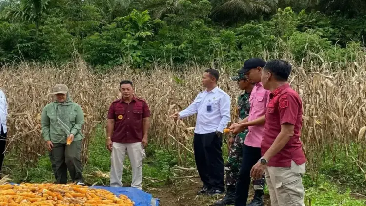 Kepala Lapas Kelas IIB Lubuk Basung Budi Suharto sedang melakukan panen jagung, Kamis (17/4). Dok HO/Lapas Kelas IIB Lubuk Basung