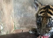 Banun Kinantan, Bayi Harimau Sumatera Lahir di Kebun Binatang Bukittinggi