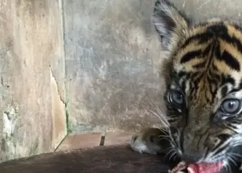 Banun Kinantan, Bayi Harimau Sumatera Lahir di Kebun Binatang Bukittinggi