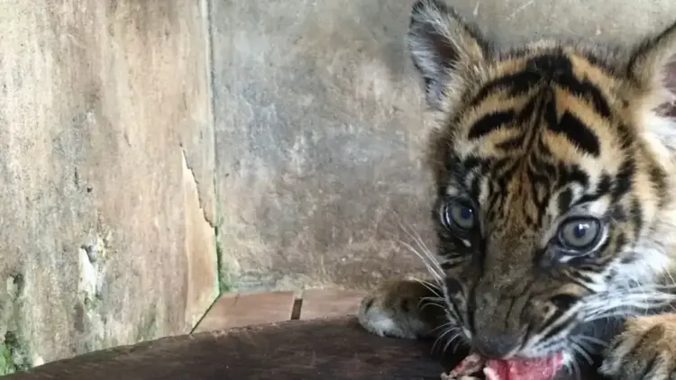 Banun Kinantan, Bayi Harimau Sumatera Lahir di Kebun Binatang Bukittinggi 1 Anak Harimau Sumatra jenis betina, Banun Kinantan. Kelahiran harimau ini menambah koleksi satwa langka di Taman Marga Satwa Budaya Kinantan (TMSBK) Kota Bukittinggi, Sumatera Barat. (Antara/Al Fatah)