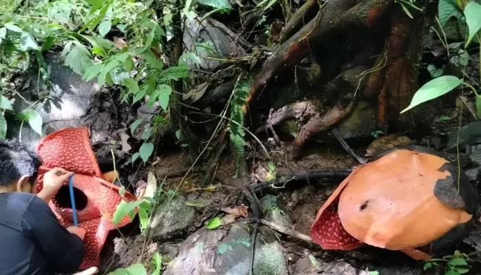 Dua Rafflesia Tuan-Mudae Mekar Bersamaan di Agam, Spesies Langka Dunia