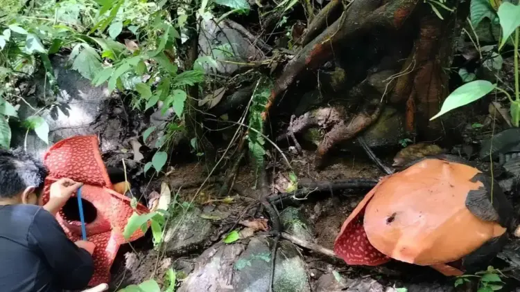 Petugas BKSDA Sumbar dan Tim Pagari Baringin sedang mengukur diameter bunga rafflesia Tuan-Mudae, Kamis (24/4). Dok ANTARA/Yusrizal