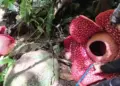 Dua Bunga Rafflesia Tuan-Mudae Mekar Bersamaan di Agam, Catatan Pertama di Dunia