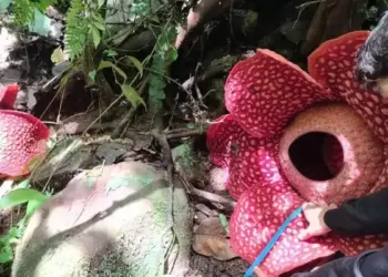 Dua Bunga Rafflesia Tuan-Mudae Mekar Bersamaan di Agam, Catatan Pertama di Dunia