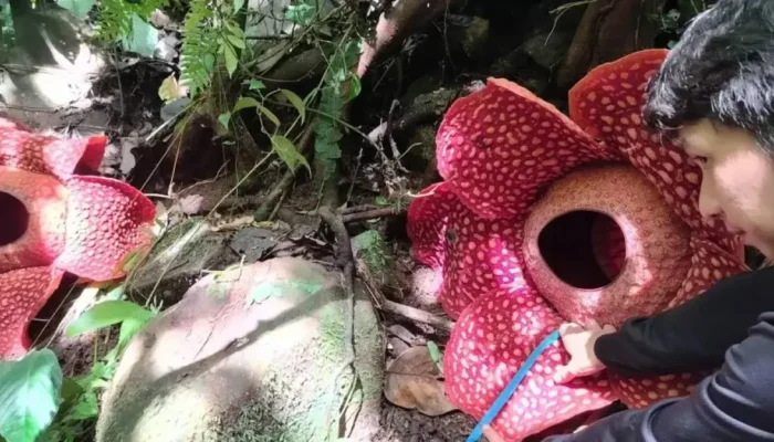 Dua Bunga Rafflesia Tuan-Mudae Mekar Bersamaan di Agam, Catatan Pertama di Dunia
