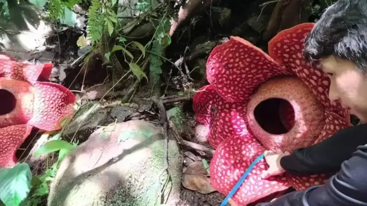 Dua Bunga Rafflesia Tuan-Mudae Mekar Bersamaan di Agam, Catatan Pertama di Dunia 1 Petugas BKSDA Sumbar sedang mengukur bunga rafflesia Tuan-Mudae yang mekar sempurna, Senin (14/4). Dok ANTARA/Yusrizal