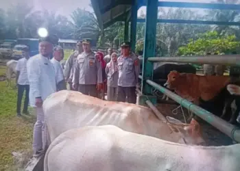 Jelang Idul Adha, Pemkab Pasaman Barat Perketat Pengawasan Hewan Ternak
