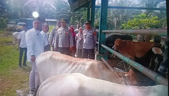 Jelang Idul Adha, Pemkab Pasaman Barat Perketat Pengawasan Hewan Ternak
