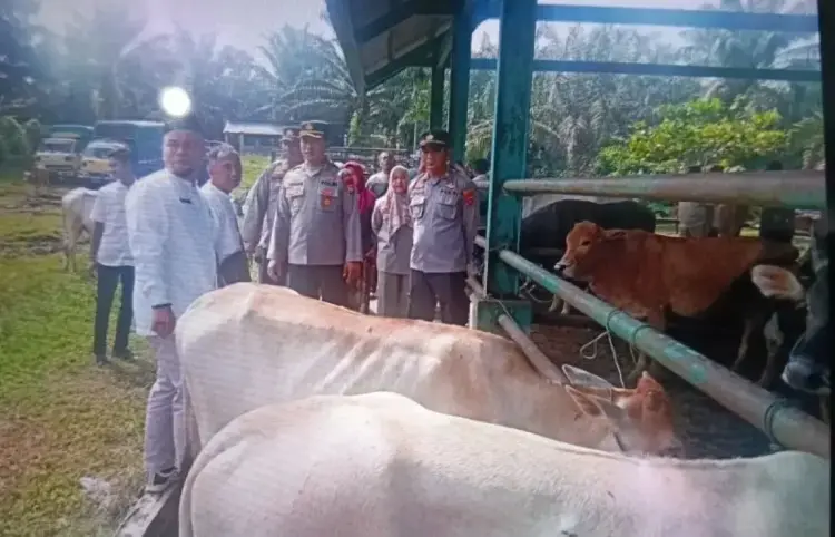 Jelang Idul Adha, Pemkab Pasaman Barat Perketat Pengawasan Hewan Ternak 1 Sekretaris Dinas Perkebunan dan Peternakan Pasaman Barat saat melakukan pemeriksaan terhadap lalu lintas hewan ternak. ANTARA/HO-Dinas Perkebunan dan Peternakan.