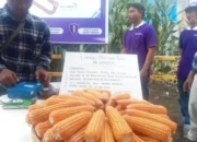 Pemkab Pasaman Barat Optimis Luas Tanam Jagung Bertambah 2.000 Hektare Akhir 2025