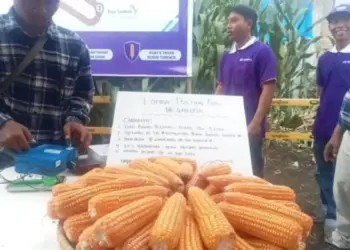 Produksi Jagung Pasaman Barat Tembus 66 Ribu Ton, Targetkan 223 Ribu Ton Tahun Ini