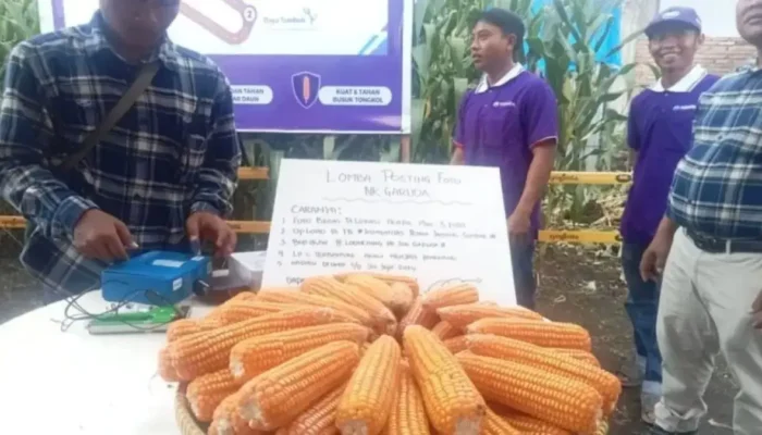 Pemkab Pasaman Barat Optimis Luas Tanam Jagung Bertambah 2.000 Hektare Akhir 2025