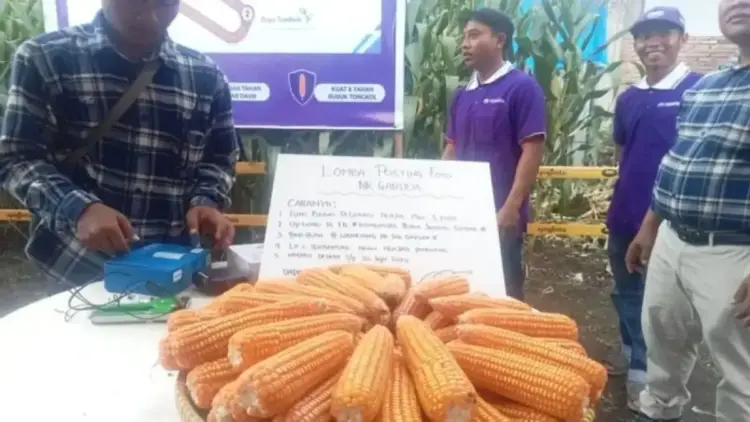 Tanaman jagung di Kabupaten Pasaman Barat. ANTARA/Altas Maulana.