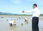 Musim Tanam April, Kementan Pastikan Tak Ada Lagi Pupuk Telat