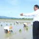 Mentan Amran Sulaiman mengecek areal sawah yang tengah ditanami. (dok. Kementan)