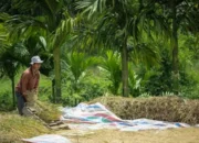 Bulog Sumbar Petakan Sentra Padi, Pastikan Ketahanan Pangan dan Lindungi Petani