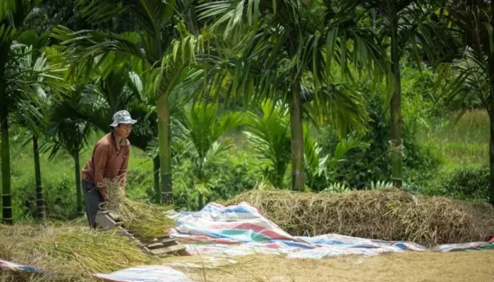 Bulog Sumbar Petakan Sentra Padi, Pastikan Ketahanan Pangan dan Lindungi Petani