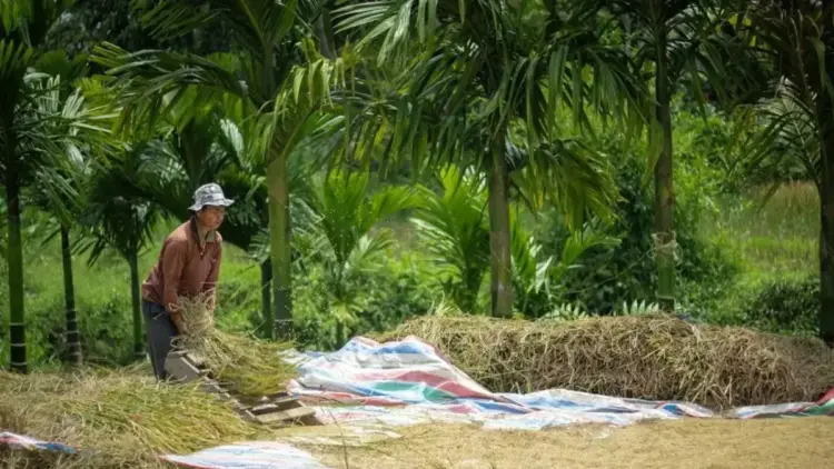 Bulog Sumbar Petakan Sentra Padi, Pastikan Ketahanan Pangan dan Lindungi Petani 1 Petani melepaskan bulir padi saat musim panen di Provinsi Sumatera Barat. (Antara/Fandi Yogari)