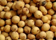 Khasiat Buah Duku untuk Kesehatan, Si Kecil dengan Segudang Manfaat