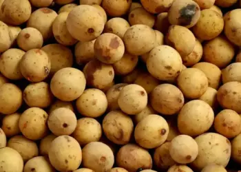 Buah duku. (dok. istimewa)