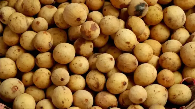 Khasiat Buah Duku untuk Kesehatan, Si Kecil dengan Segudang Manfaat 1 Buah duku. (dok. istimewa)