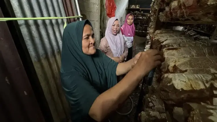 Semen Padang Dukung Budidaya Jamur Tiram Tumbuh Jadi Sumber Ekonomi Warga di Baringin 1 Budidaya jamur tiram di Baringin. (dok. Humas)