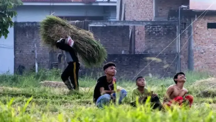 Seorang petani mengangkut gabah yang baru dipanen di salah satu areal persawahan di Kota Padang, Sumatera Barat. (ANTARA/Muhammad Zulfikar)