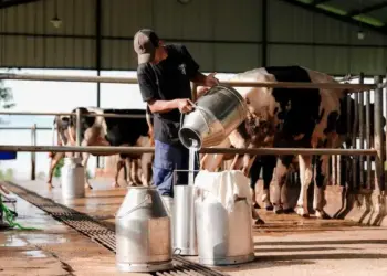 Peternakan Nusa Diary di Jatinangor, Sumedang, Jawa Barat, mensuplai susu untuk Program Makan Bergizi Gratis. (Foto: Kantor Komunikasi Kepresidenan)