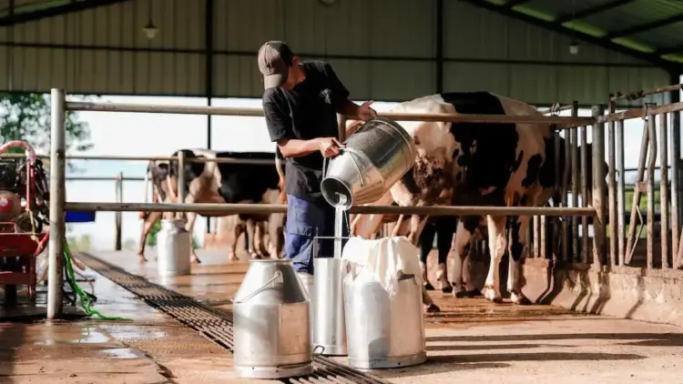 Peternakan Nusa Diary di Jatinangor, Sumedang, Jawa Barat, mensuplai susu untuk Program Makan Bergizi Gratis. (Foto: Kantor Komunikasi Kepresidenan)